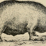 Cerdo ibérico